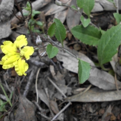 Goodenia hederacea (Ivy Goodenia) at Mount Ainslie - 15 Nov 2015 by SilkeSma