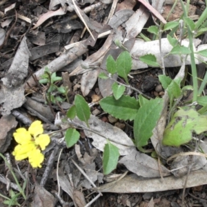 Goodenia hederacea at Campbell, ACT - 15 Nov 2015