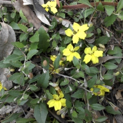 Goodenia hederacea (Ivy Goodenia) at Mount Ainslie - 15 Nov 2015 by SilkeSma