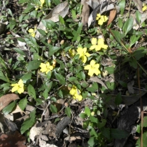 Goodenia hederacea at Ainslie, ACT - 15 Nov 2015