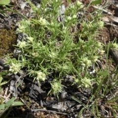 Scleranthus diander (Many-flowered Knawel) at Ainslie, ACT - 15 Nov 2015 by SilkeSma