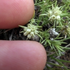 Scleranthus diander at Ainslie, ACT - 15 Nov 2015