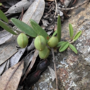 Hovea heterophylla at Ainslie, ACT - 15 Nov 2015