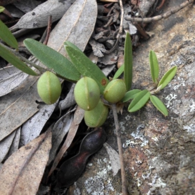 Hovea heterophylla (Common Hovea) at Mount Ainslie - 15 Nov 2015 by SilkeSma