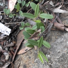 Hovea heterophylla at Ainslie, ACT - 15 Nov 2015