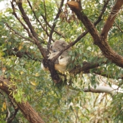 Phascolarctos cinereus (Koala) at Port Macquarie, NSW - 15 Nov 2015 by julesbear