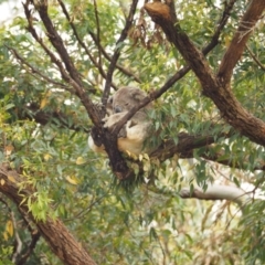 Phascolarctos cinereus (Koala) at Port Macquarie, NSW - 14 Nov 2015 by jules_bear