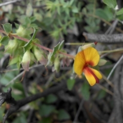 Pultenaea spinosa (Spiny Bush-pea, Grey Bush-pea) at Mount Ainslie - 15 Nov 2015 by SilkeSma