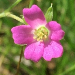 Geranium retrorsum (Grassland Cranesbill) at Wandiyali-Environa Conservation Area - 15 Nov 2015 by Wandiyali