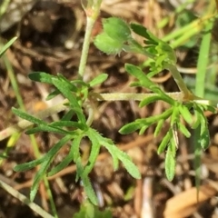 Geranium retrorsum at Googong, NSW - 15 Nov 2015