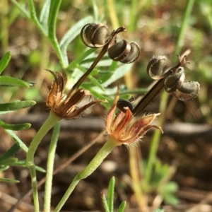 Geranium retrorsum at Googong, NSW - 15 Nov 2015