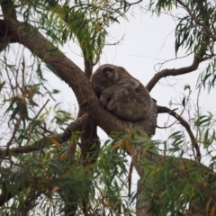 Phascolarctos cinereus (Koala) at Port Macquarie, NSW - 15 Nov 2015 by julesbear