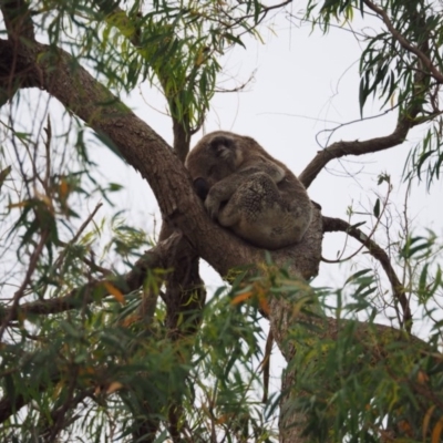 Phascolarctos cinereus (Koala) at Port Macquarie, NSW - 15 Nov 2015 by julesbear