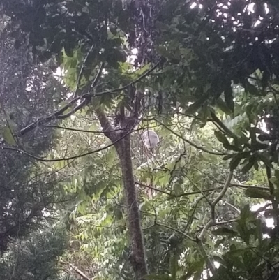 Phascolarctos cinereus (Koala) at Beechmont, QLD - 14 Nov 2015 by Merdan