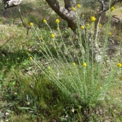 Chrysocephalum semipapposum (Clustered Everlasting) at Farrer, ACT - 1 Nov 2015 by galah681