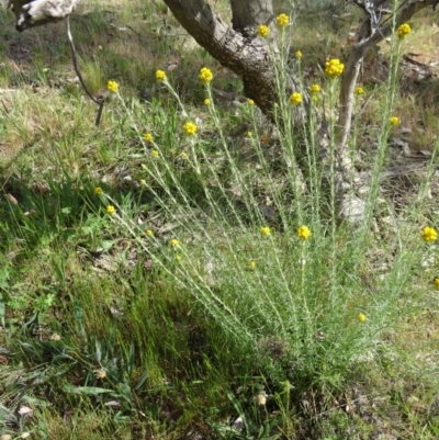 Chrysocephalum semipapposum (Clustered Everlasting) at Farrer Ridge - 31 Oct 2015 by galah681