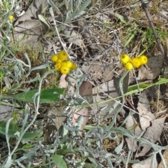 Chrysocephalum apiculatum (Common Everlasting) at Farrer, ACT - 1 Nov 2015 by galah681