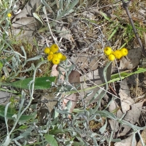 Chrysocephalum apiculatum at Farrer, ACT - 1 Nov 2015 09:20 AM