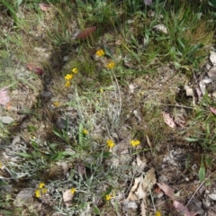 Chrysocephalum apiculatum at Farrer, ACT - 1 Nov 2015 09:20 AM