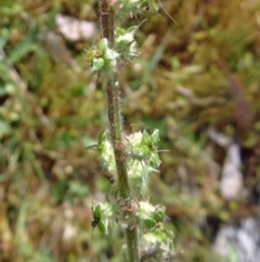 Acaena x ovina (Sheep's Burr) at Farrer, ACT - 31 Oct 2015 by galah681