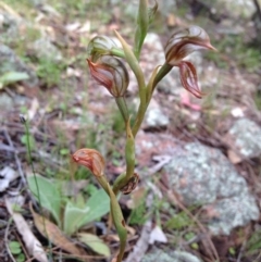 Oligochaetochilus hamatus (Southern Hooked Rustyhood) at Theodore, ACT - 15 Nov 2015 by MIchaelR