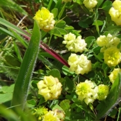 Trifolium campestre (Hop Clover) at Farrer, ACT - 31 Oct 2015 by galah681