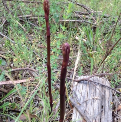 Dipodium sp. (A Hyacinth Orchid) at Bullen Range - 15 Nov 2015 by MIchaelR