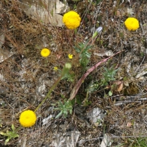 Leptorhynchos squamatus at Farrer, ACT - 1 Nov 2015