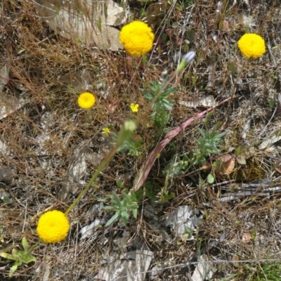 Leptorhynchos squamatus (Scaly Buttons) at Farrer Ridge - 31 Oct 2015 by galah681