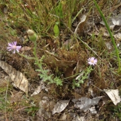 Vittadinia cuneata var. cuneata (Fuzzy New Holland Daisy) at Farrer, ACT - 1 Nov 2015 by galah681