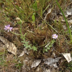 Vittadinia cuneata var. cuneata at Farrer, ACT - 1 Nov 2015