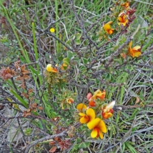 Pultenaea procumbens at Farrer, ACT - 1 Nov 2015