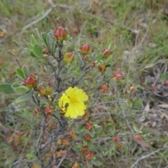 Hibbertia obtusifolia (Grey Guinea-flower) at Farrer, ACT - 1 Nov 2015 by galah681