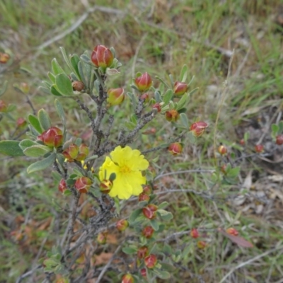Hibbertia obtusifolia (Grey Guinea-flower) at Farrer, ACT - 31 Oct 2015 by galah681