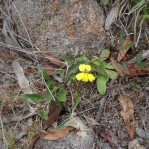 Goodenia hederacea at Farrer, ACT - 1 Nov 2015 09:32 AM