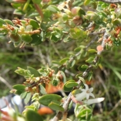 Brachyloma daphnoides (Daphne Heath) at Farrer, ACT - 1 Nov 2015 by galah681