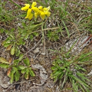 Goodenia pinnatifida at Farrer, ACT - 1 Nov 2015