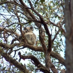 Phascolarctos cinereus (Koala) at Mount Richmond, VIC - 9 Nov 2015 by jannywood