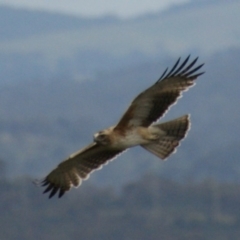 Hieraaetus morphnoides (Little Eagle) at Red Hill, ACT - 5 Nov 2015 by roymcd