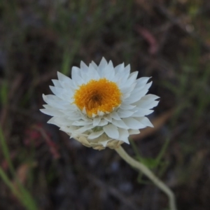 Leucochrysum albicans subsp. tricolor at Theodore, ACT - 7 Nov 2015