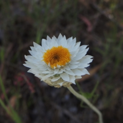 Leucochrysum albicans subsp. tricolor (Hoary Sunray) at Theodore, ACT - 7 Nov 2015 by michaelb