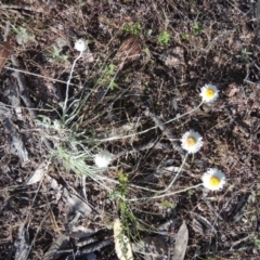 Leucochrysum albicans subsp. tricolor at Theodore, ACT - 7 Nov 2015