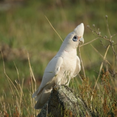 Cacatua sanguinea (Little Corella) at Garran, ACT - 20 Oct 2015 by roymcd