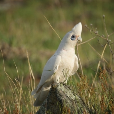 Cacatua sanguinea (Little Corella) at Red Hill Nature Reserve - 20 Oct 2015 by roymcd
