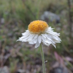 Leucochrysum albicans subsp. tricolor at Theodore, ACT - 7 Nov 2015