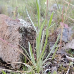 Leucochrysum albicans subsp. tricolor at Theodore, ACT - 7 Nov 2015 05:58 PM