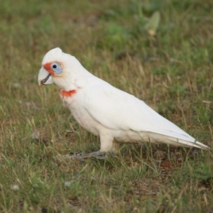 Cacatua tenuirostris at Red Hill, ACT - 30 Oct 2015 06:06 PM