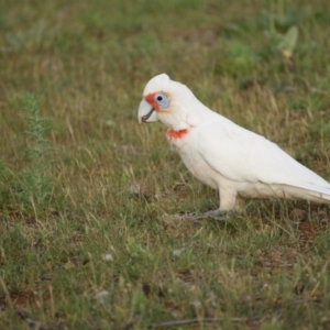 Cacatua tenuirostris at Red Hill, ACT - 30 Oct 2015 06:06 PM