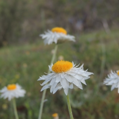 Leucochrysum albicans subsp. tricolor (Hoary Sunray) at Tuggeranong Hill - 7 Nov 2015 by michaelb