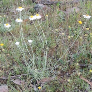 Leucochrysum albicans subsp. tricolor at Theodore, ACT - 7 Nov 2015